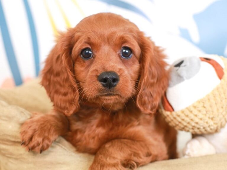 Cavapoo