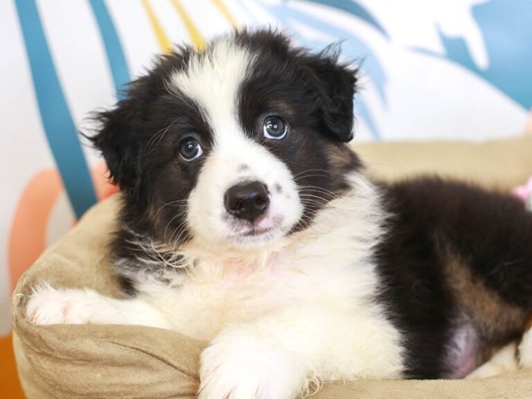 Miniature American Shepherd