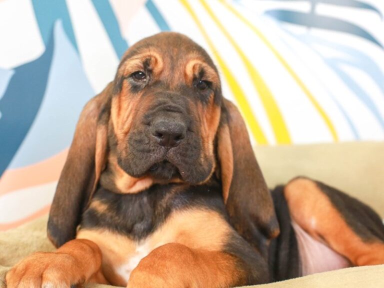 Bloodhound