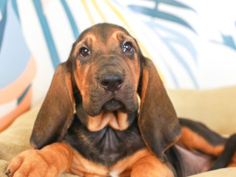 Bloodhound