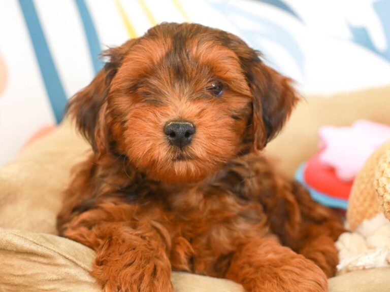 Yorkie Poo