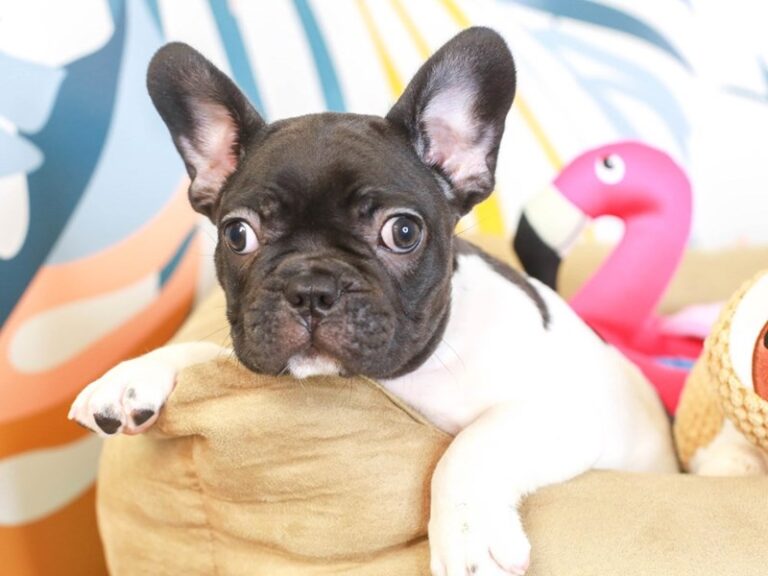 French Bulldog