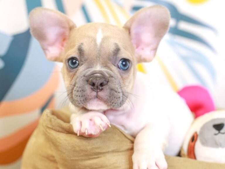 French Bulldog