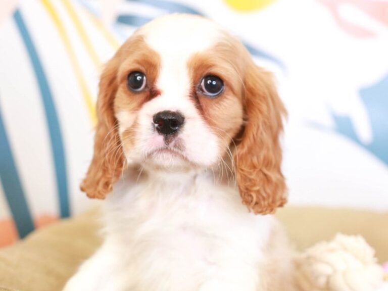 Cavalier King Charles