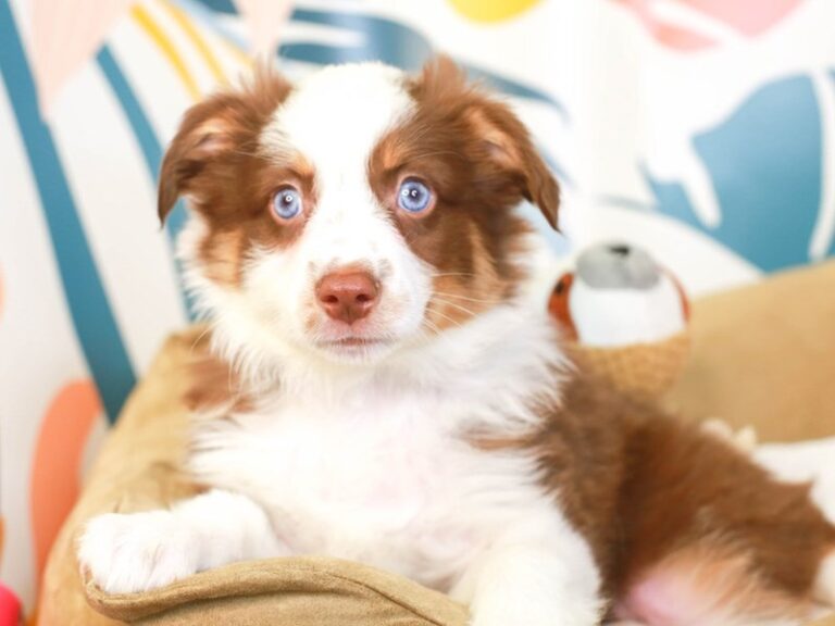 Mini Aussie