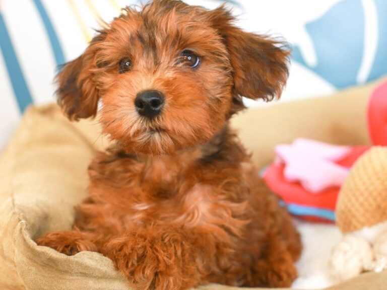 Yorkie Poo
