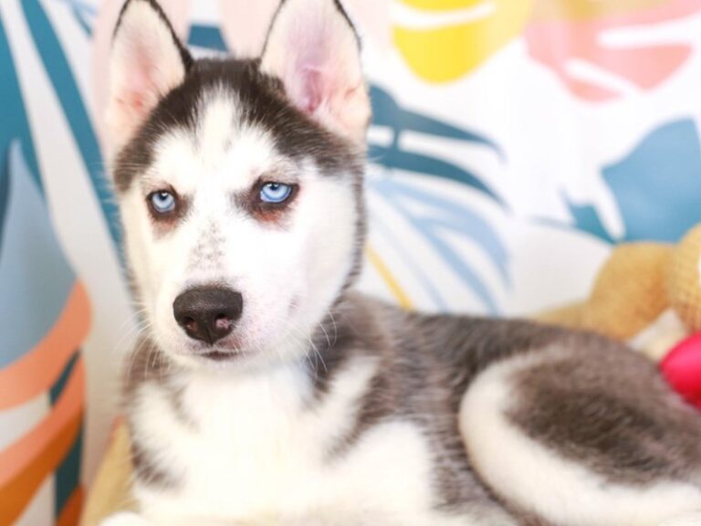 Siberian Husky