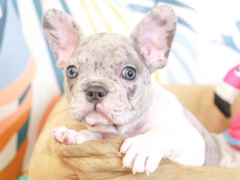 French Bulldog