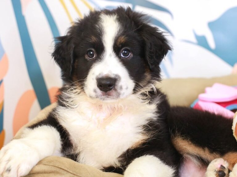 Miniature American Shepherd