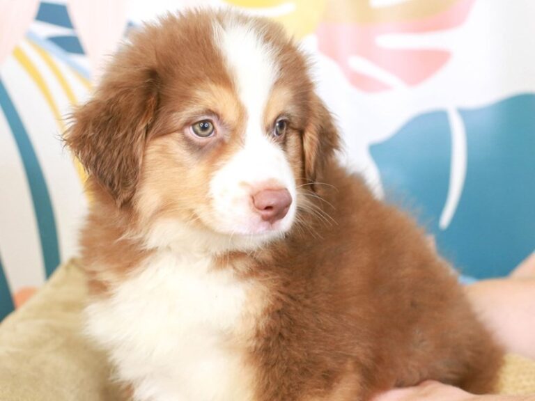 Miniature American Shepherd