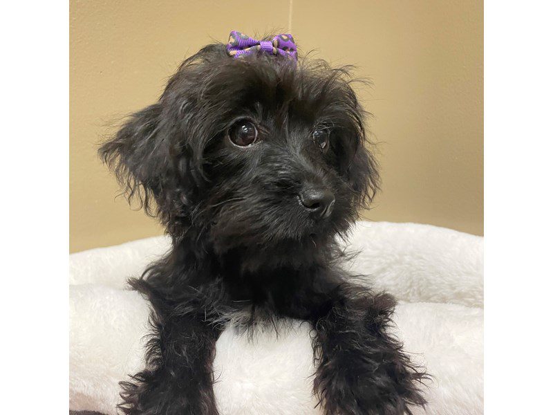 Yorkiepoo-Female--3174564-Animal Kingdom | Puppies N Love