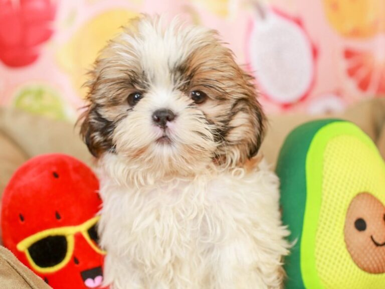 Shih Tzu