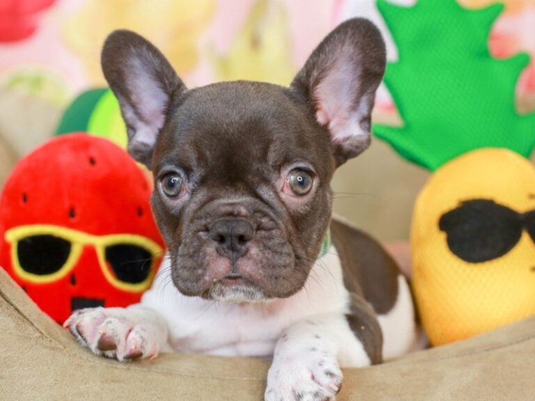 French Bulldog