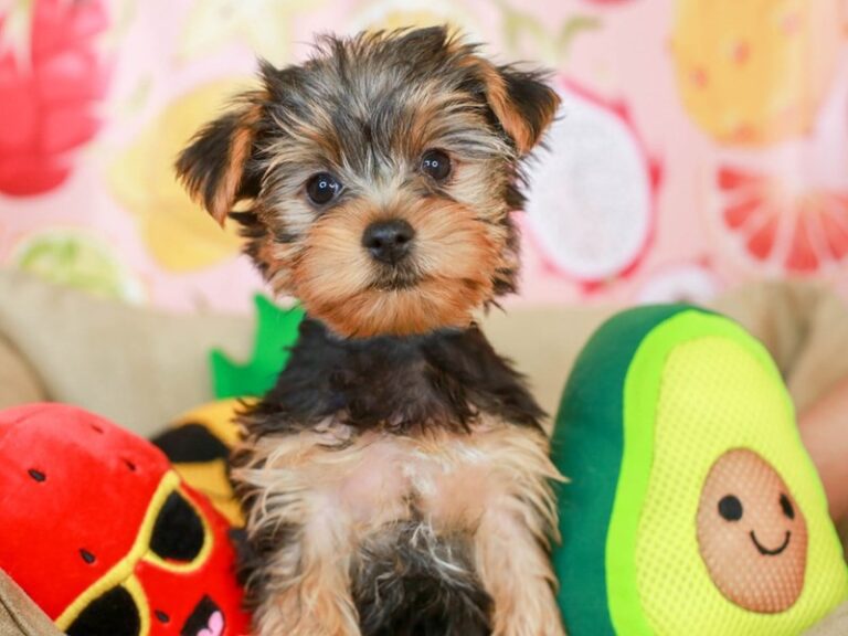 Yorkshire Terrier