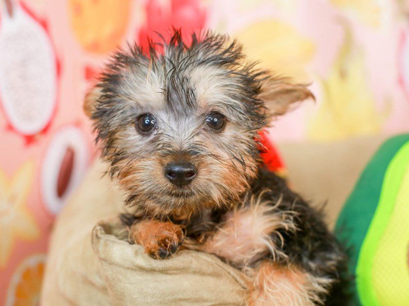 Silky Terrier-Female-blk/tn-3240703-Animal Kingdom | Puppies N Love