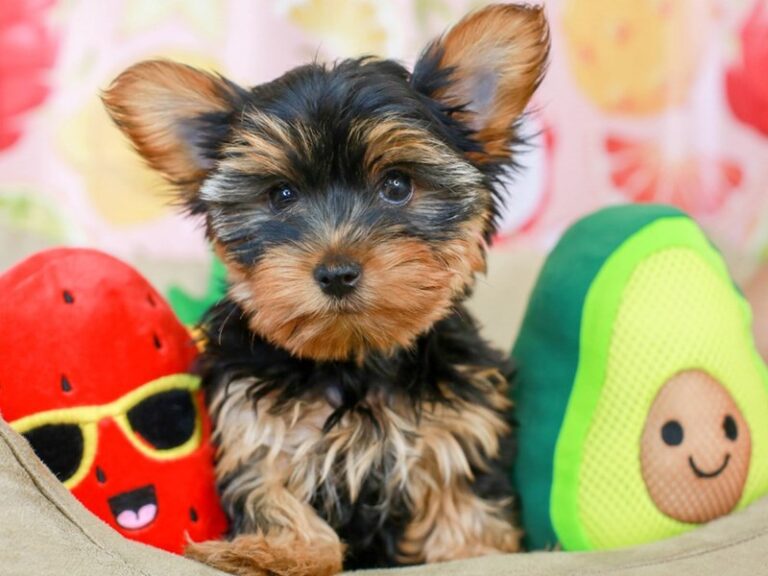 Yorkshire Terrier