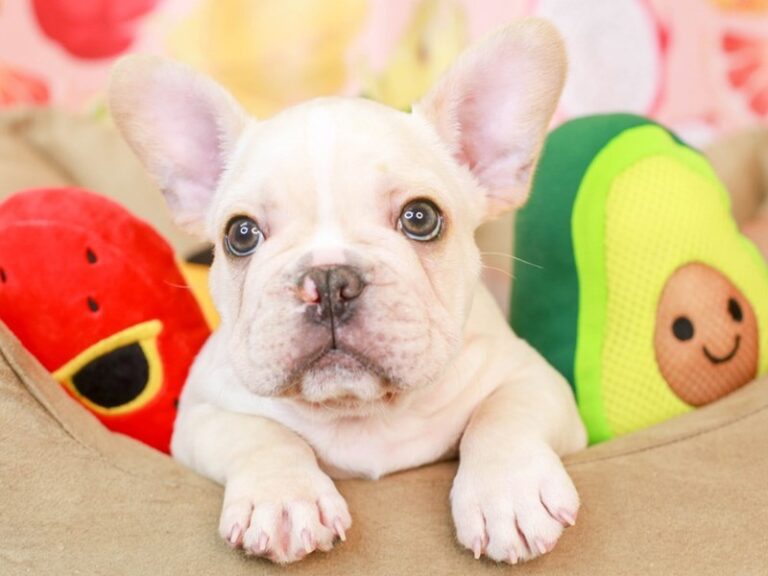 French Bulldog