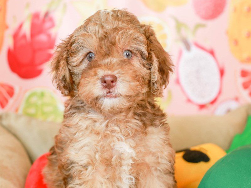 Mini Newfiepoo-Male-choc merle-3240611-Animal Kingdom | Puppies N Love