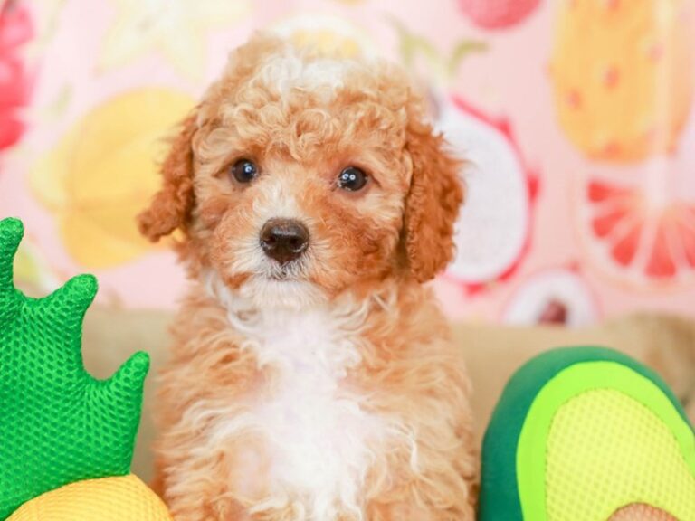 Mini Labradoodle