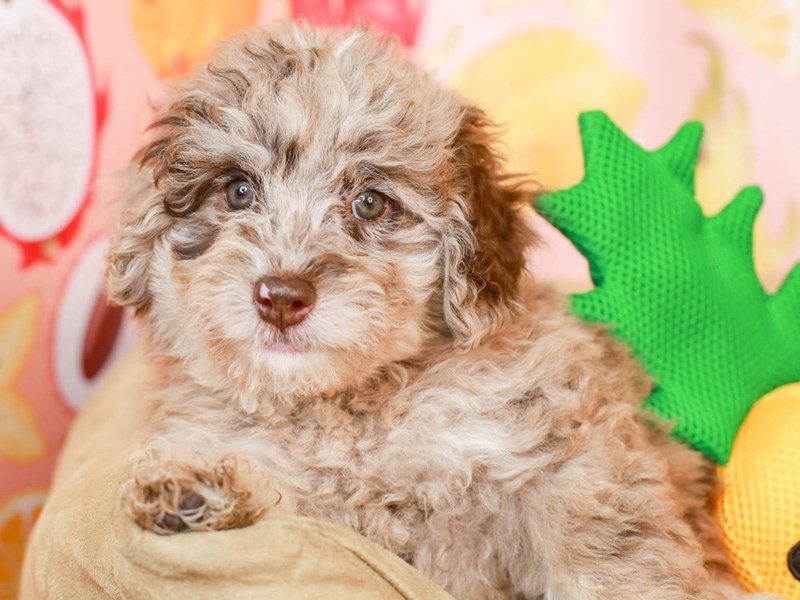 Mini Newfiepoo-Female-choc merle-3240612-Animal Kingdom | Puppies N Love