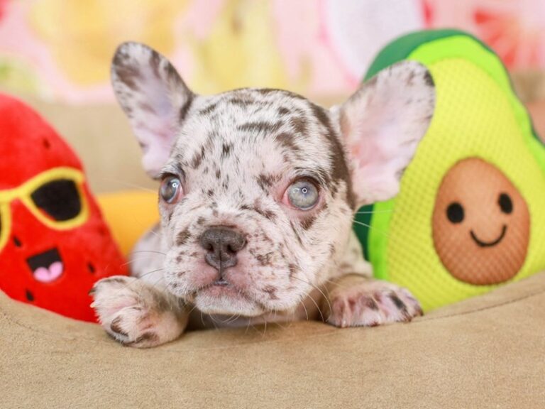 French Bulldog