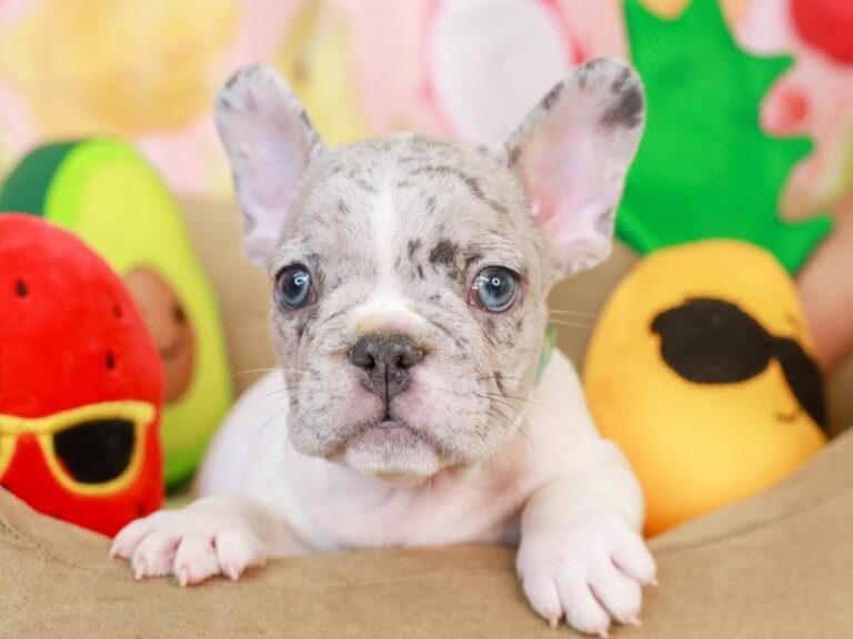 French Bulldog