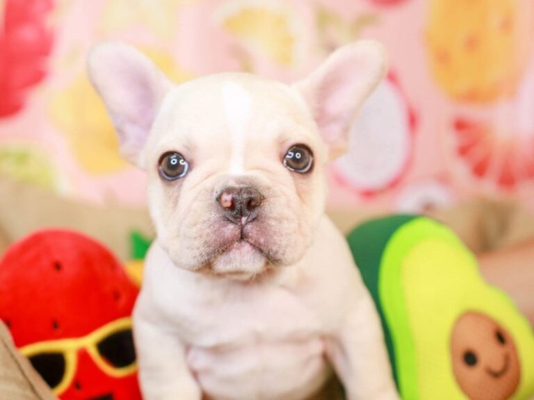French Bulldog