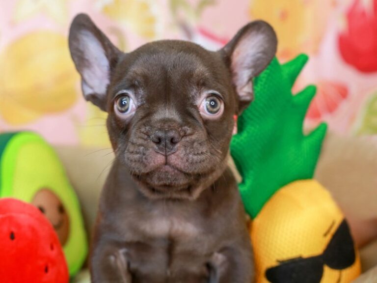 French Bulldog
