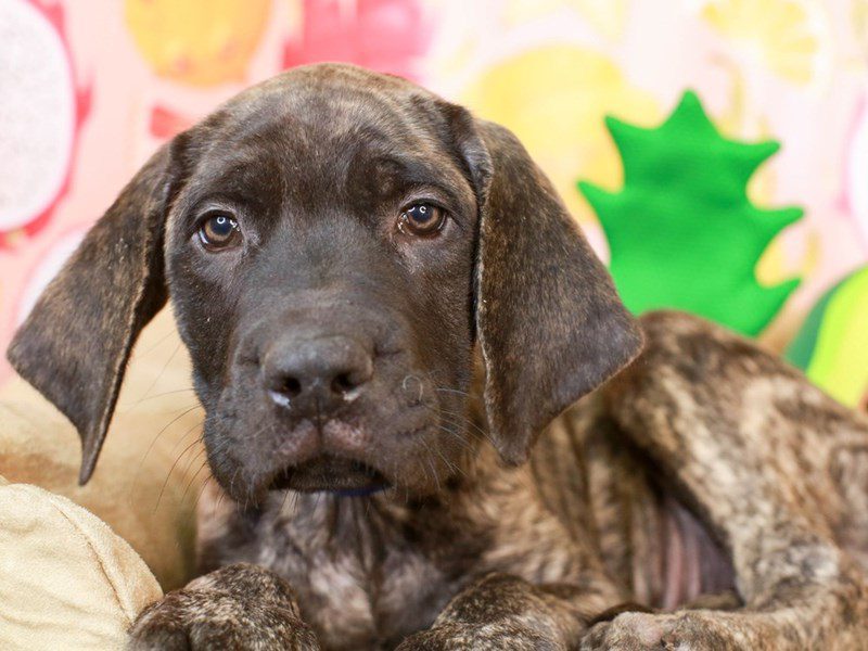 English Mastiff-Male-Brindle-3238749-Animal Kingdom | Puppies N Love