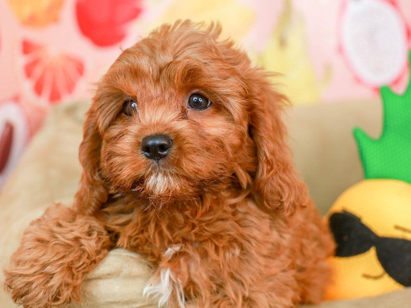 Ruby sales red cavapoo