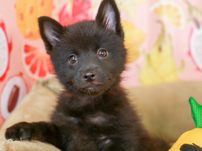 Schip A Pom-Female-BLACK-3240100-Animal Kingdom | Puppies N Love