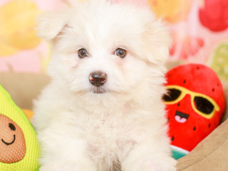 Maltipom-Male-wht-3240123-Animal Kingdom | Puppies N Love