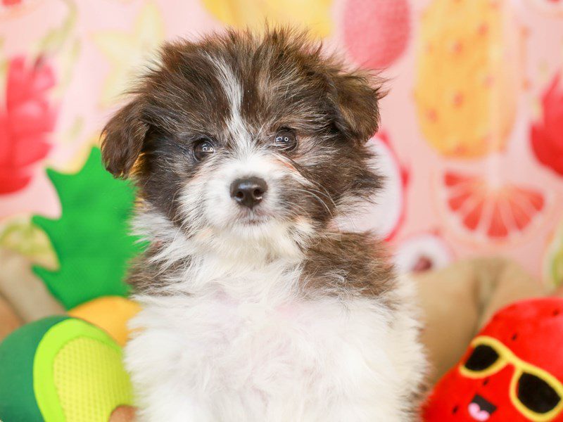 Maltipom-Female-blk & wht-3240124-Animal Kingdom | Puppies N Love