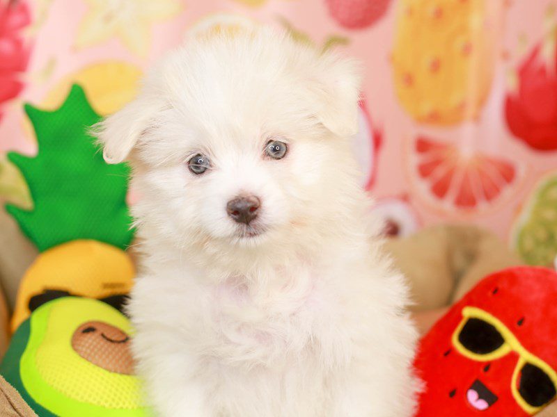 Maltipom-Female-wht-3240125-Animal Kingdom | Puppies N Love