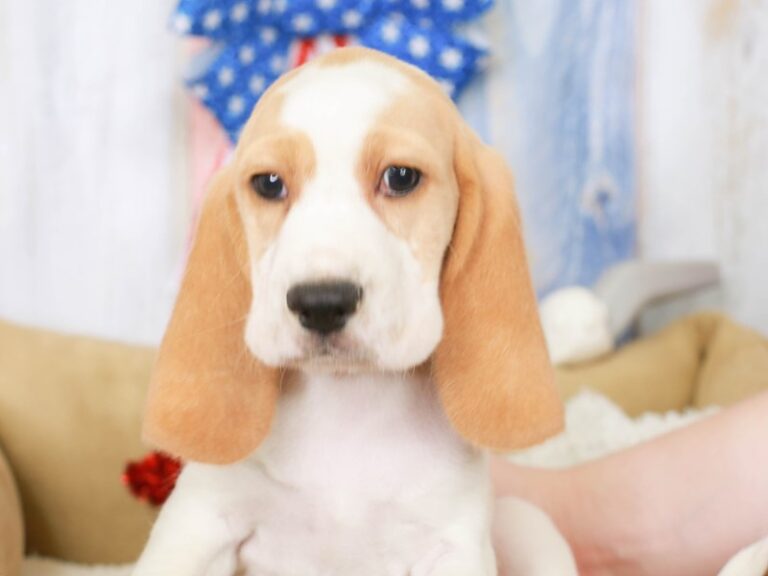 Beagle