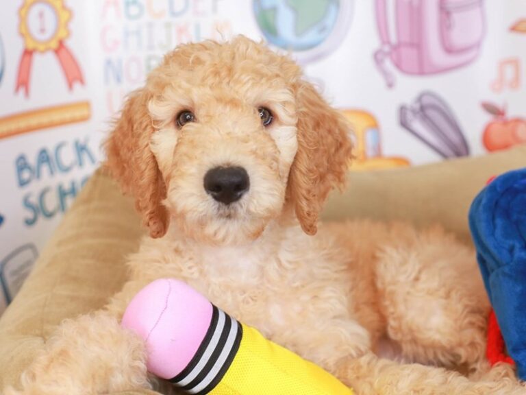 Goldendoodle