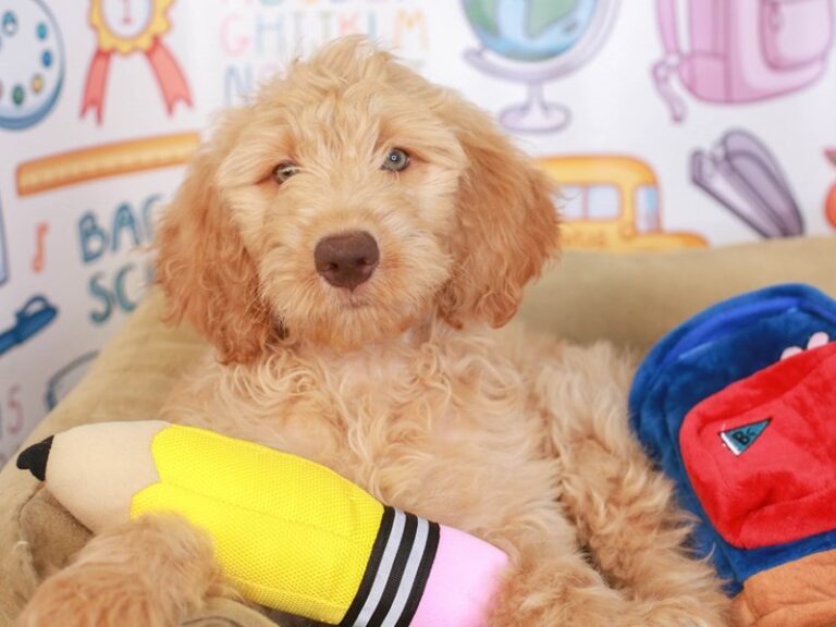 Goldendoodle