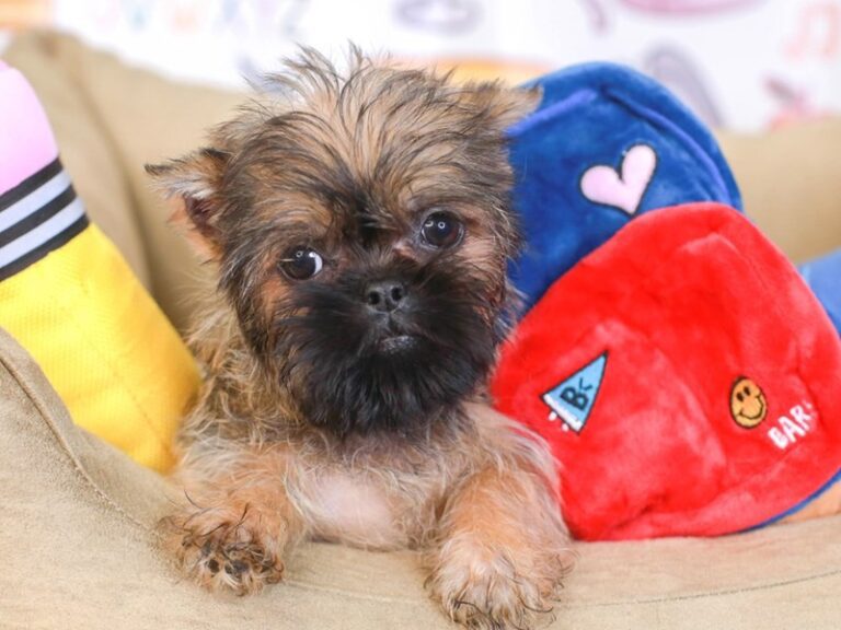 Brussels Griffon