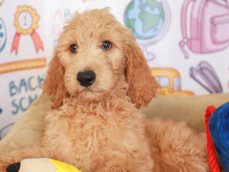 Goldendoodle