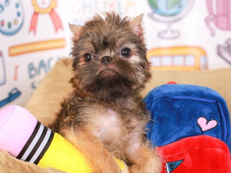 Brussels Griffon