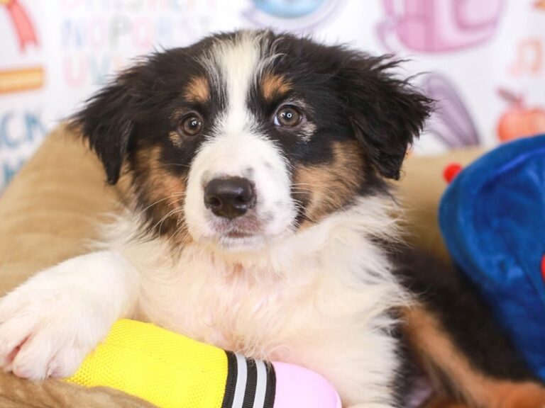 Australian Shepherd