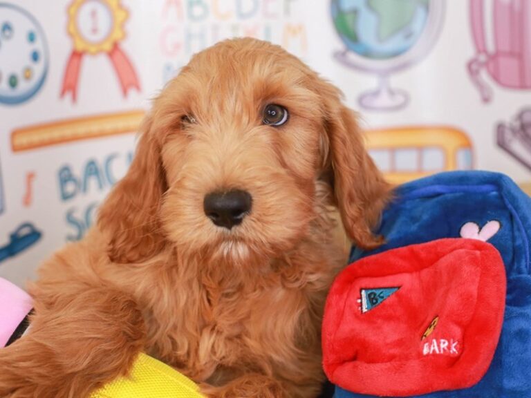 Goldendoodle