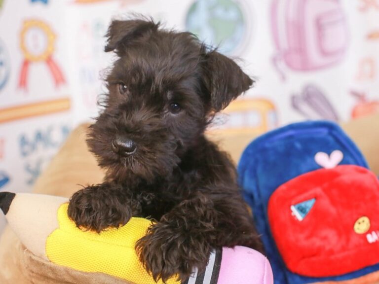 Miniature Schnauzer