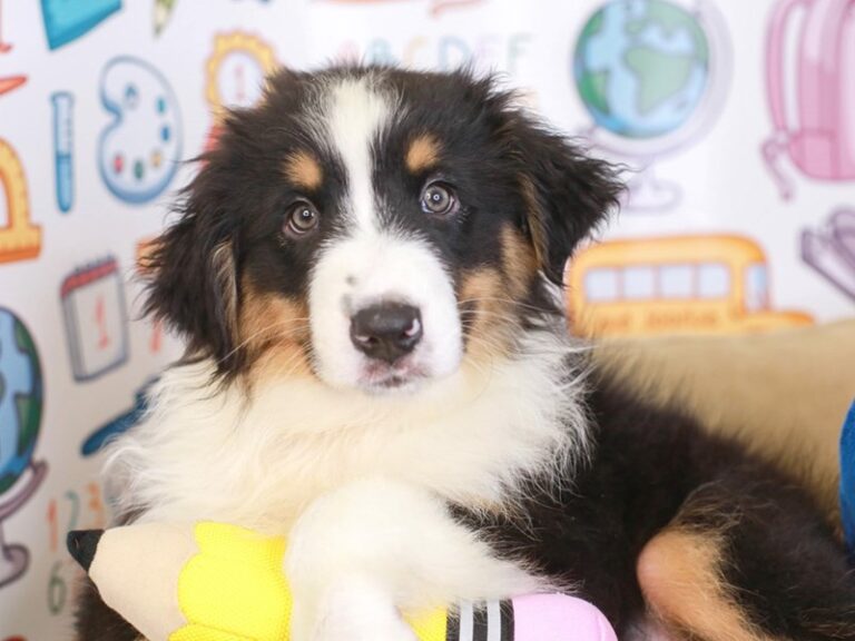 Australian Shepherd