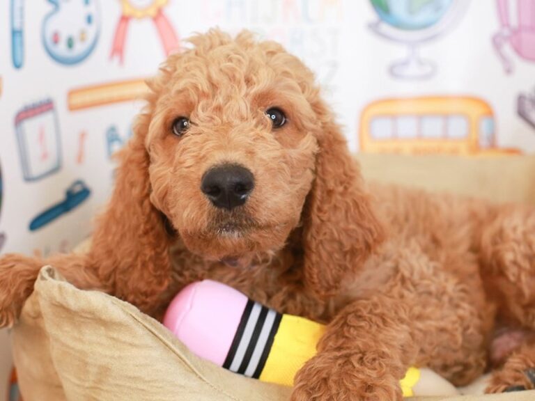 Goldendoodle