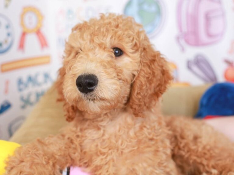 Goldendoodle