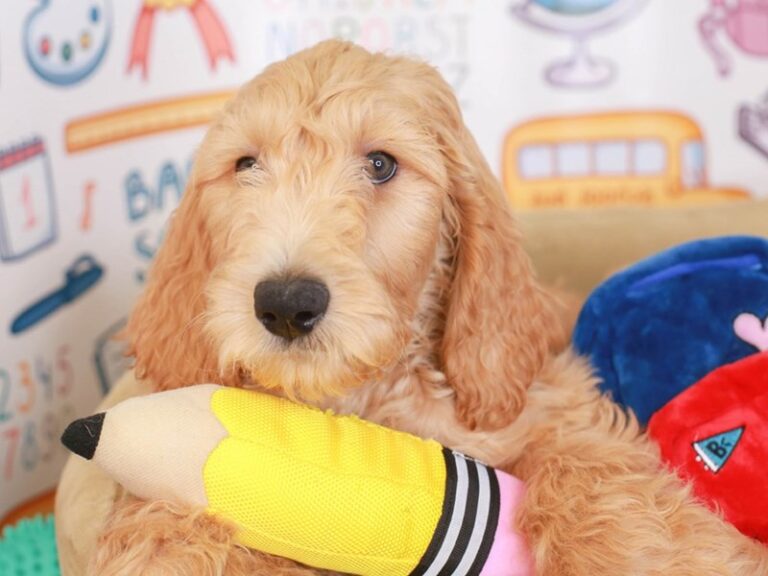 Goldendoodle