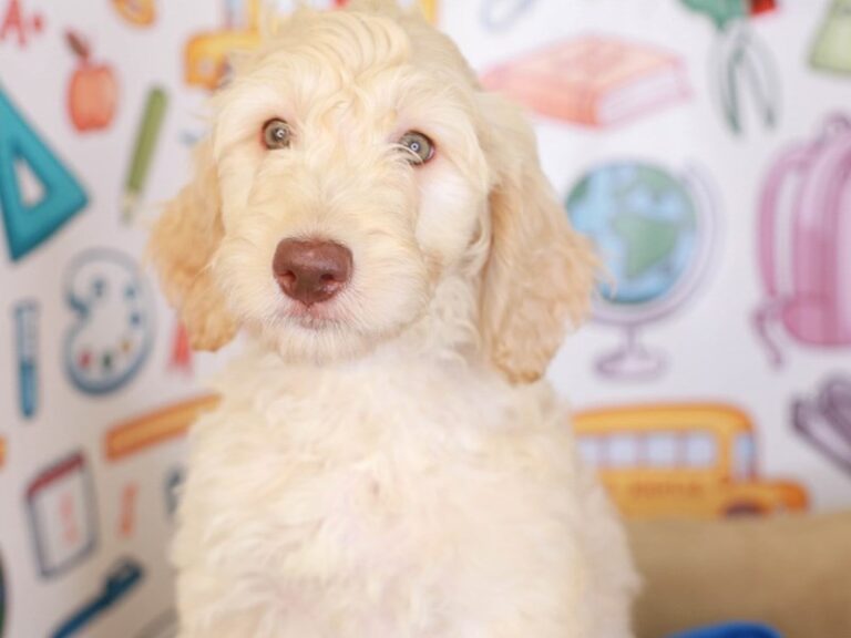 Goldendoodle