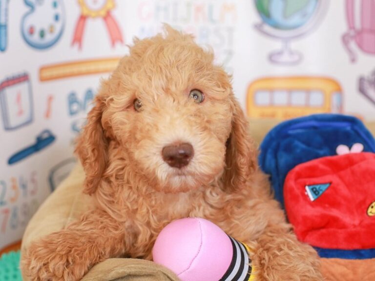 Goldendoodle