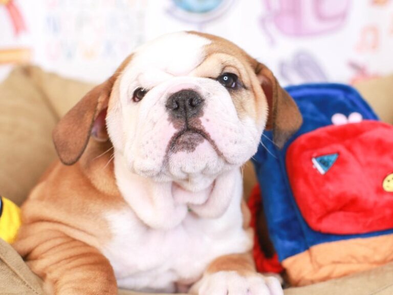 English Bulldog